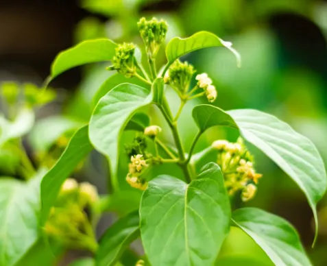 GlucoVive™ Grape Seed Extract
